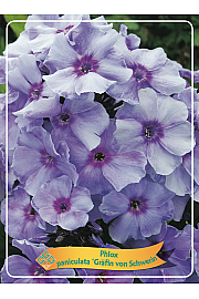 Phlox paniculata Gräfin von Schwerin Ø11