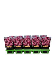 Phlox paniculata Fondant Fancy ® Ø11