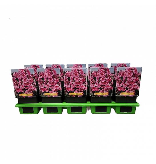 Phlox paniculata Fondant Fancy ® Ø11