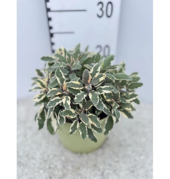 Salvia tricolor Ø19