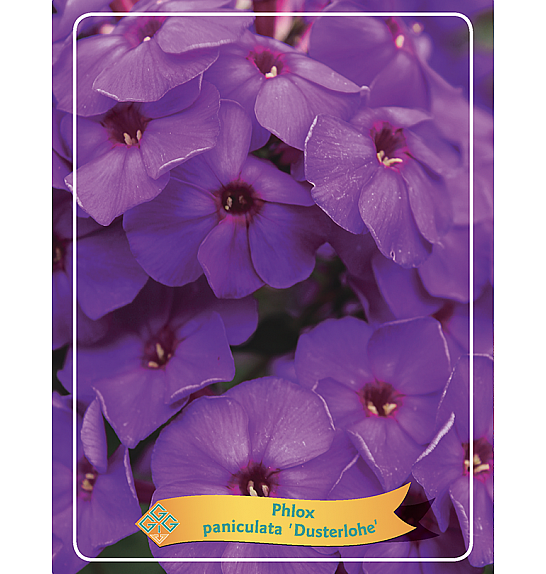 Phlox paniculata Dusterlohe Ø11