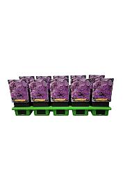 Phlox paniculata Davids Lavender Ø11