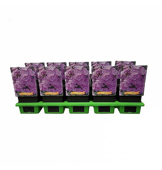 Phlox paniculata Davids Lavender Ø11