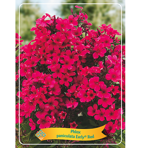 Phlox paniculata Early® Red Ø11