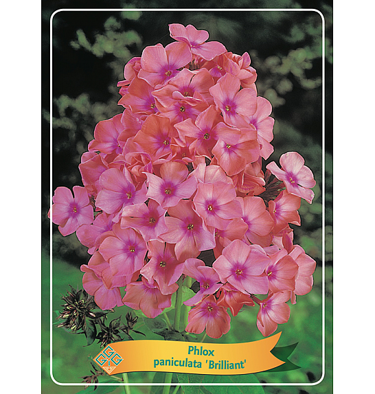 Phlox paniculata Brilliant Ø11