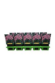 Phlox paniculata Bright Eyes Ø11