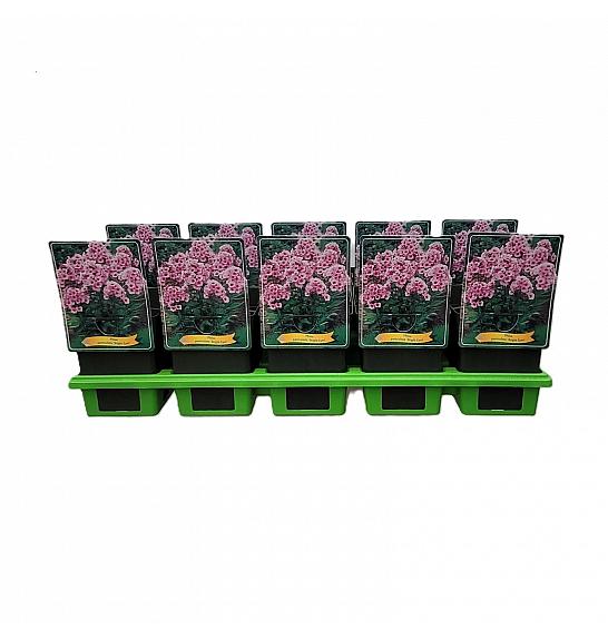 Phlox paniculata Bright Eyes Ø11