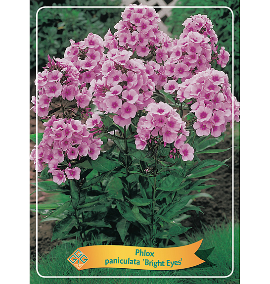 Phlox paniculata Bright Eyes Ø11