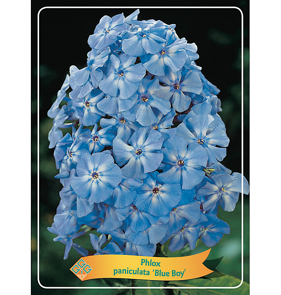 Phlox paniculata Blue Boy Ø11