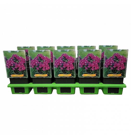 Phlox paniculata Bambini ® Desire Ø11