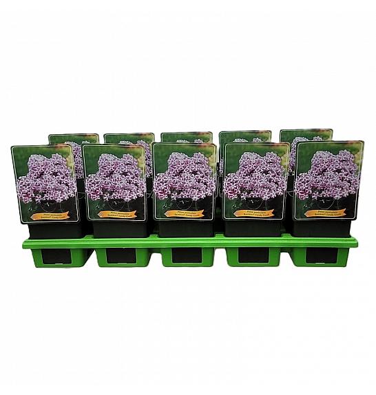 Phlox paniculata Bambini ® Candy Crush Ø11