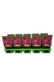 Phlox paniculata Anastasia Ø11
