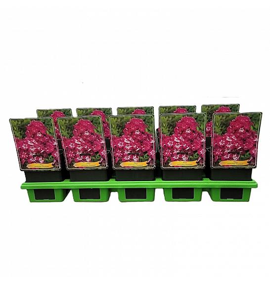 Phlox paniculata Anastasia Ø11