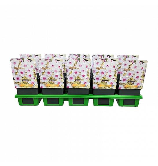Phlox Creme de Menthe Ø11