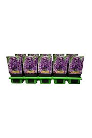 Phlox Blue Paradise Ø11