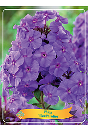 Phlox Blue Paradise Ø11