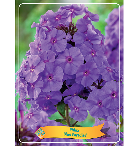 Phlox Blue Paradise Ø11
