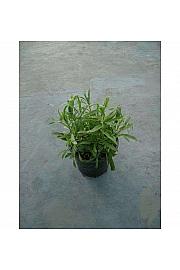 Artemisia dracunculus Ø14