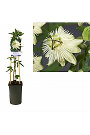 Passiflora Snow Queen PBR C2,5 Lit. 40-60 cm