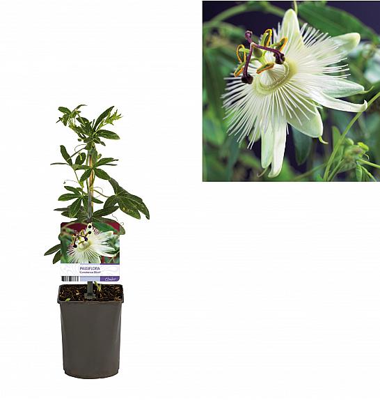 Passiflora Constance Elliott C1 Lit. 20-30 cm
