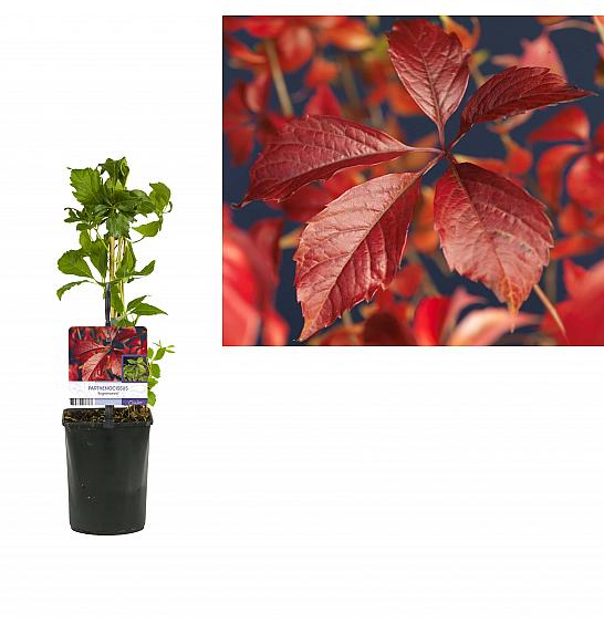 Parthenocissus quinquefolia Engelmannii C1 Lit. 20-30 cm