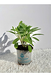 Salvia officinalis Ø9