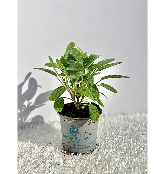 Salvia officinalis Ø9