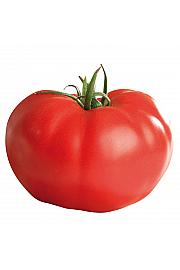 Paradižnik CE Supersteak F1 Ø12