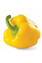 Paprika Yellow Sun Ø10,5