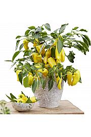 Paprika from Heaven Sweet Yellow Ø10,5