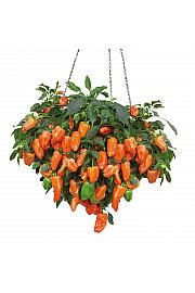 Paprika from Heaven Orange Ø10,5