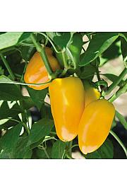 Paprika Snackly Yellow Ø10,5