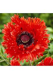 Papaver orientale Turkenlouis Ø11