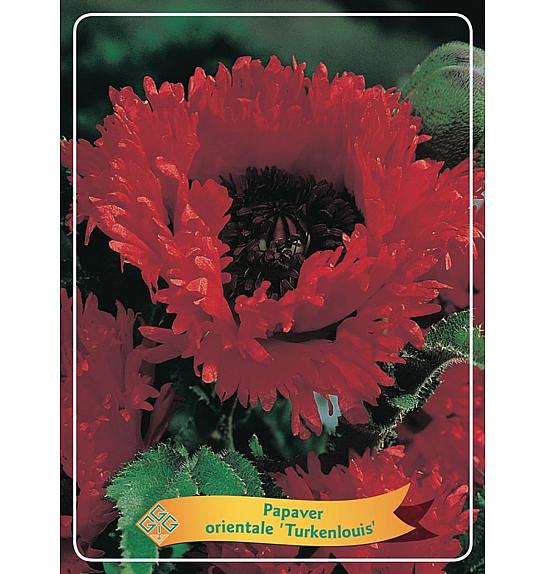 Papaver orientale Turkenlouis Ø11