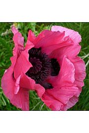 Papaver orientale Raspberry Queen Ø11