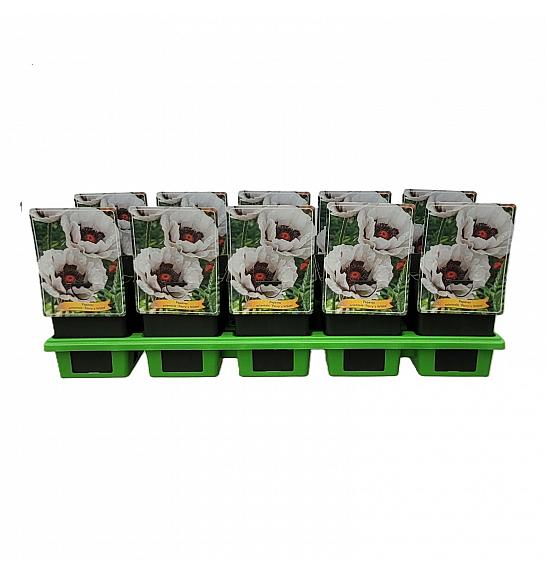 Papaver orientale Perrys White Ø11