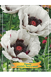 Papaver orientale Perrys White Ø11