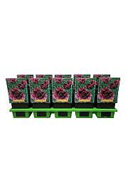 Papaver orientale Harlem Ø11