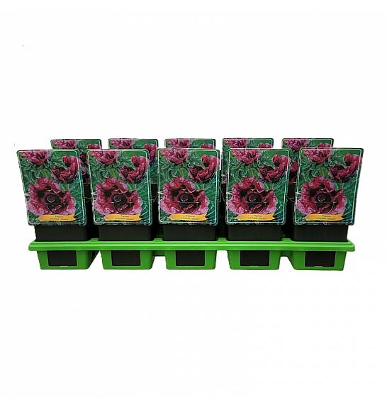 Papaver orientale Harlem Ø11