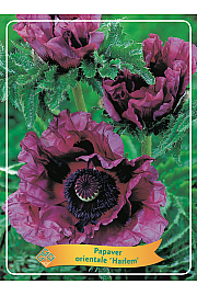 Papaver orientale Harlem Ø11