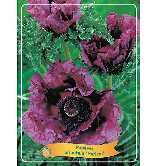 Papaver orientale Harlem Ø11