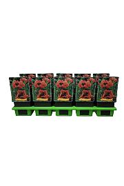 Papaver orientale Fornsett Summer Ø11