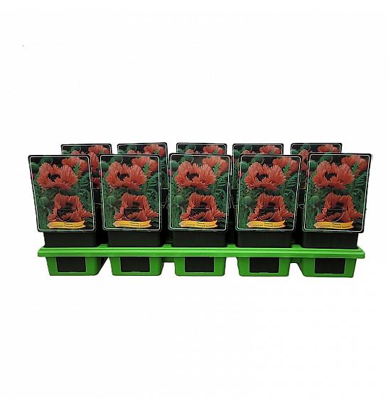 Papaver orientale Fornsett Summer Ø11
