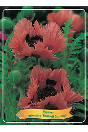 Papaver orientale Fornsett Summer Ø11