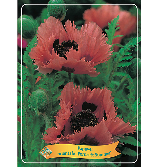 Papaver orientale Fornsett Summer Ø11