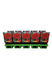 Papaver orientale Bonfire Ø11