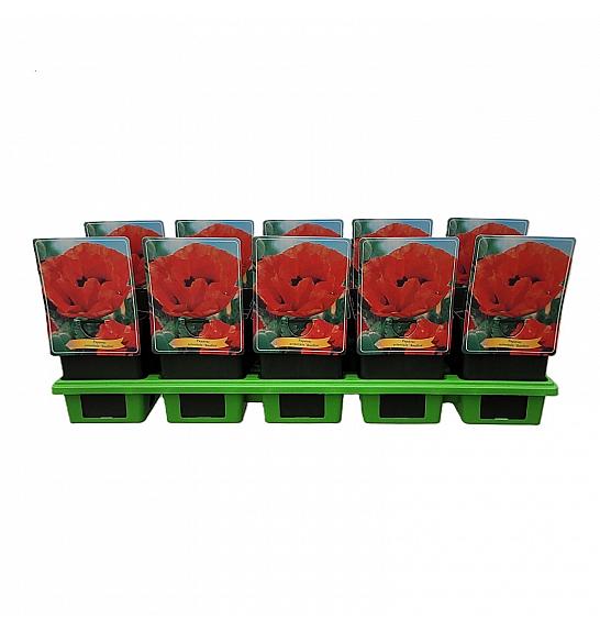 Papaver orientale Bonfire Ø11