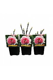 Paeonia suffruticosa Yin Hong Qiao Dui C5 Lit.