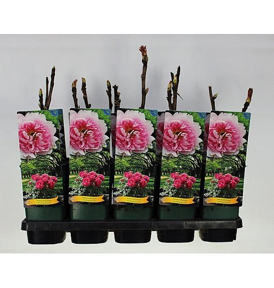 Paeonia suffruticosa Yin Hong Qiao Dui C2 Lit.