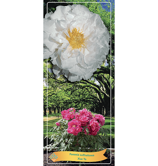 Paeonia suffruticosa Xue Ta Ø12